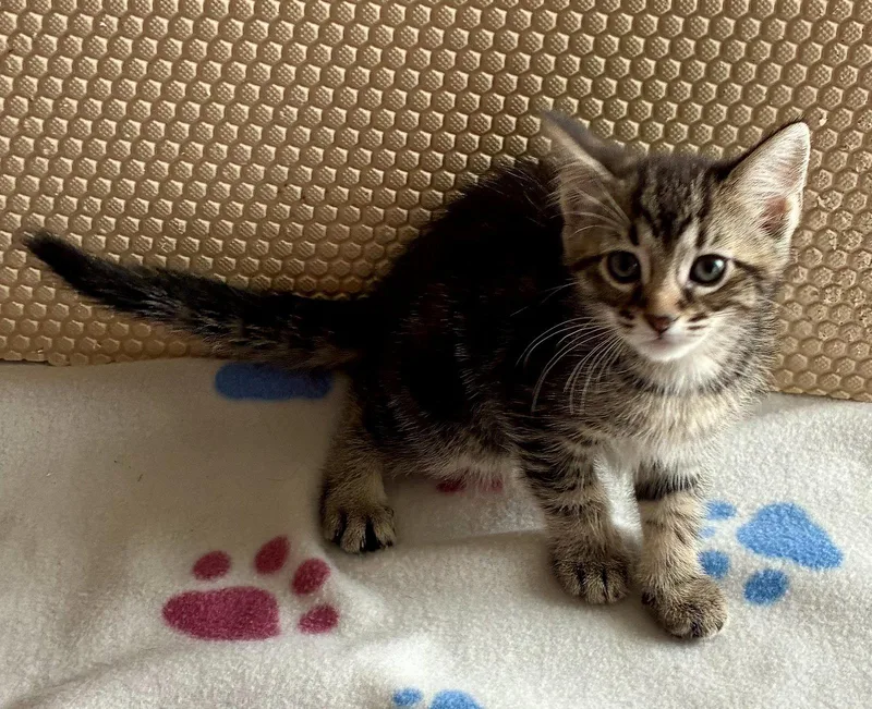 A baby small-sized female Domestic Short Hair cat named Petunia for adoption in Lexington, SC