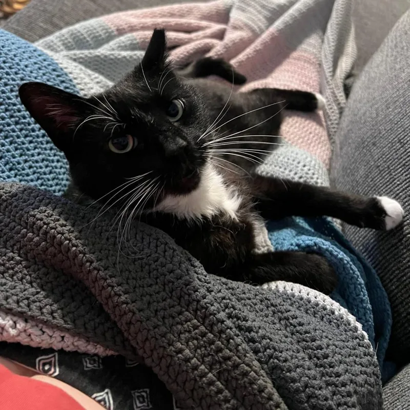 An adult small-sized male Black Domestic Short Hair cat named Pierre for adoption in Reisterstown, MD