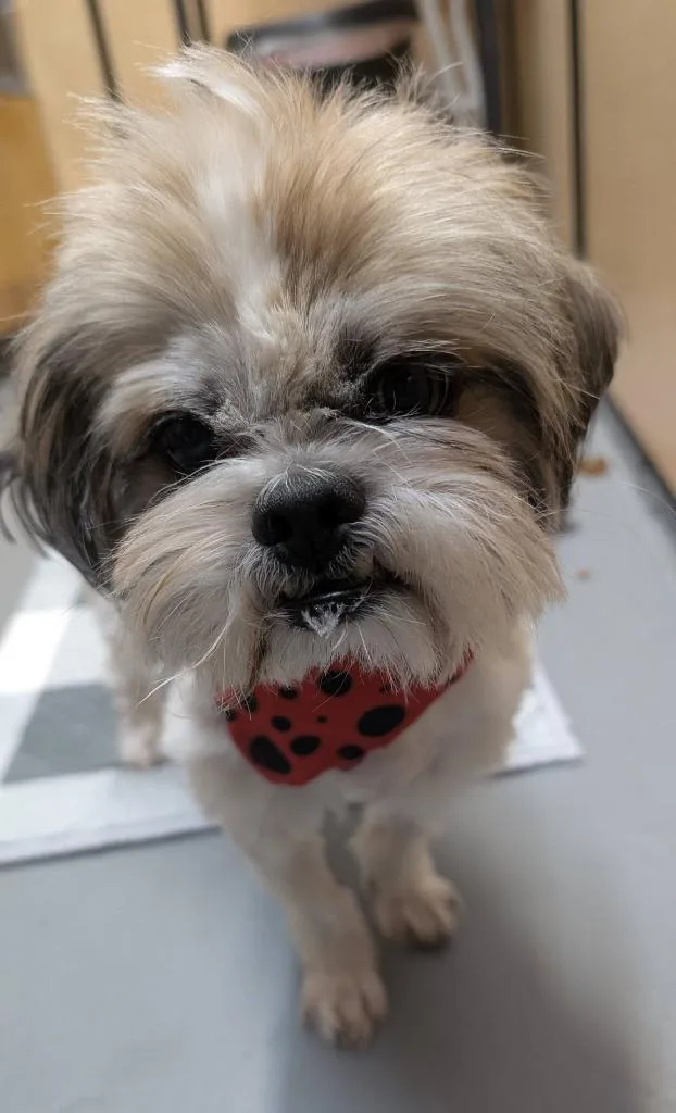 A senior small-sized male Shih Tzu dog named Steve for adoption in Warren, MI