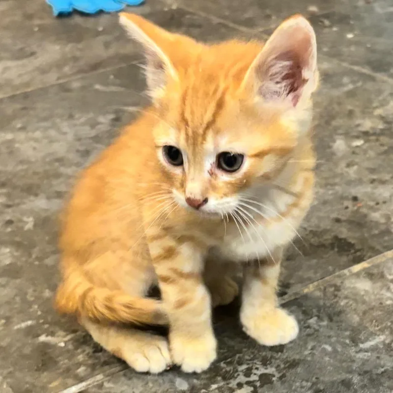 Ron