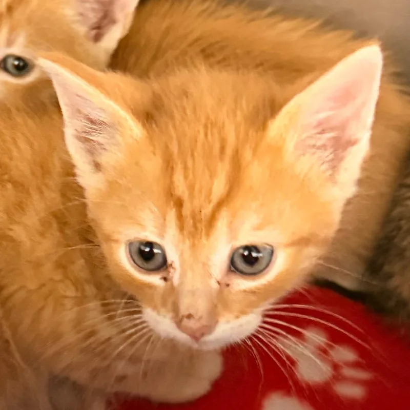 Ron thumbnail 4