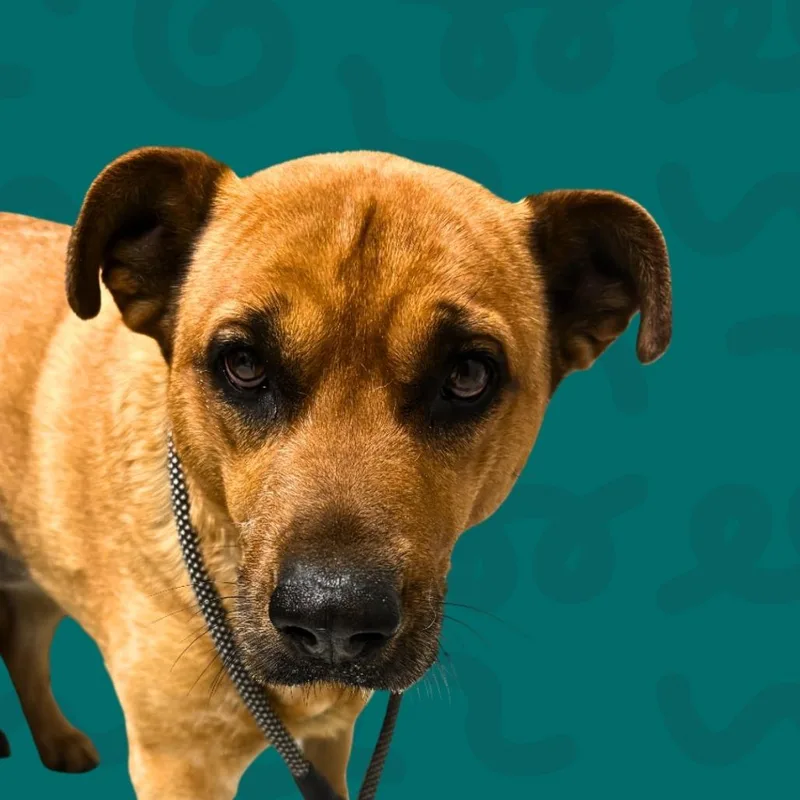 An adult large-sized female Red / Chestnut / Orange Cattle Dog dog named Ruby for adoption in Reno, NV