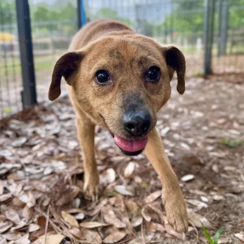 An adult medium-sized female Brown / Chocolate Mixed Breed dog named Honey for adoption in Milton, FL
