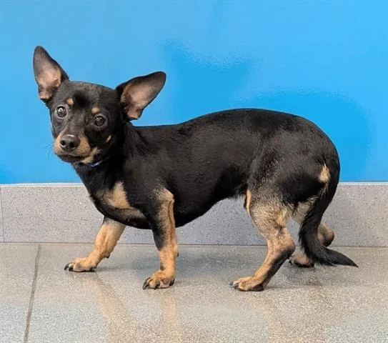 A young small-sized male Chihuahua dog named Henny for adoption in San Martin, CA