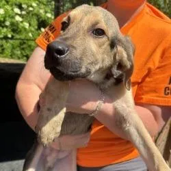 A baby small-sized male Black Mixed Breed dog named Black & Tan Male for adoption in Shinnston, WV