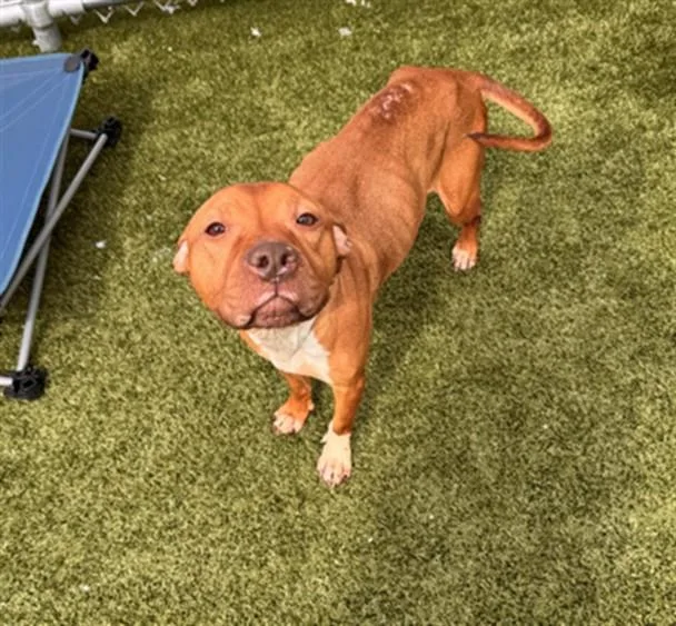 An adult small-sized female Pit Bull Terrier dog named Corn Dog for adoption in Toledo, OH