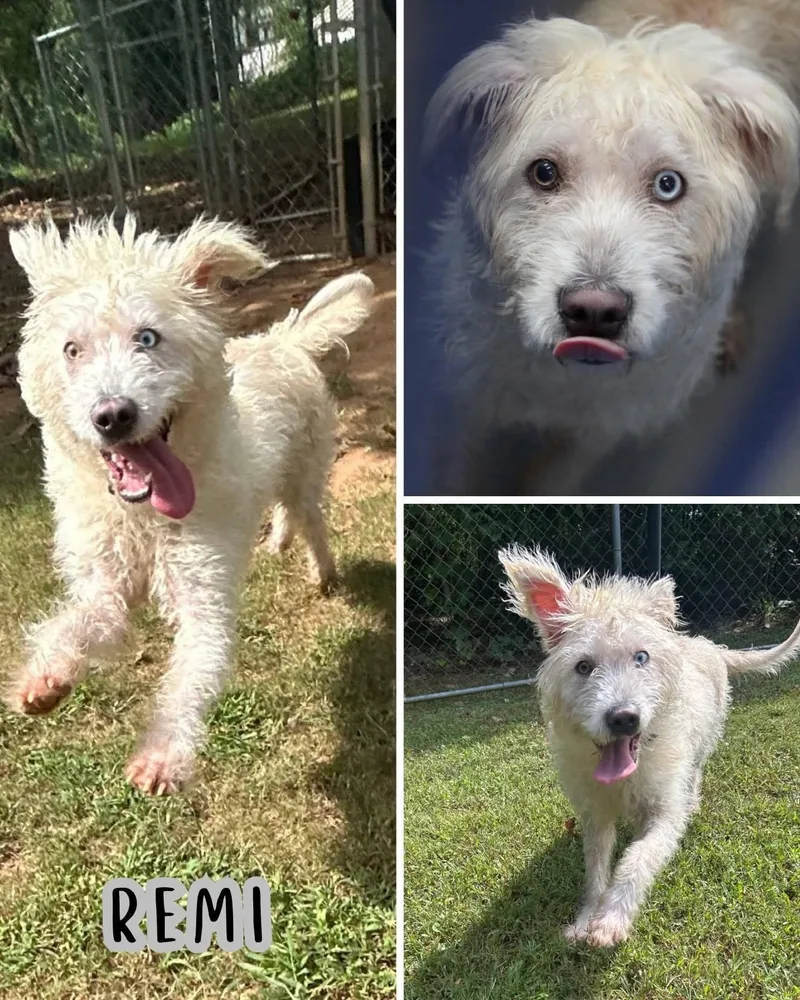 A young medium-sized female White / Cream Mixed Breed dog named Remi for adoption in Watertown, WI