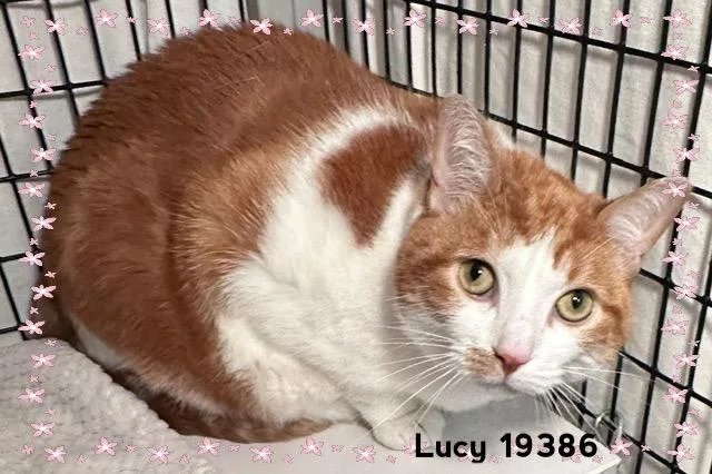 An adult medium-sized female Tabby (Orange / Red) Domestic Short Hair cat named Lucy for adoption in Marietta, GA