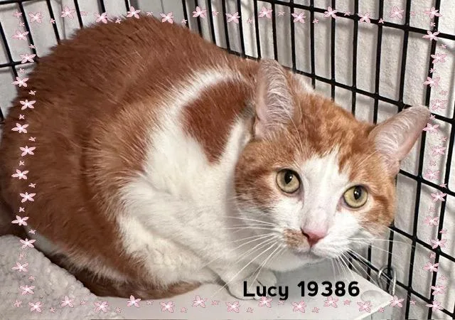 Lucy thumbnail 2