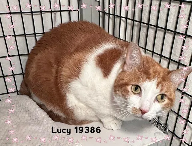 Lucy thumbnail 3