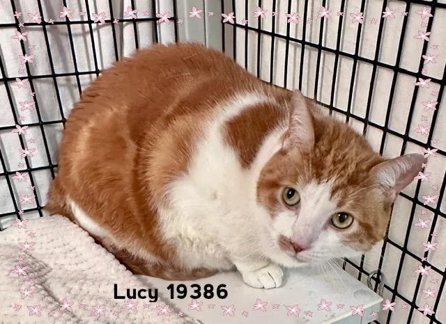 Lucy thumbnail 4