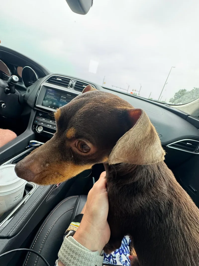 A baby small-sized male Brown / Chocolate Chiweenie dog named Gunner for adoption in Garland, TX