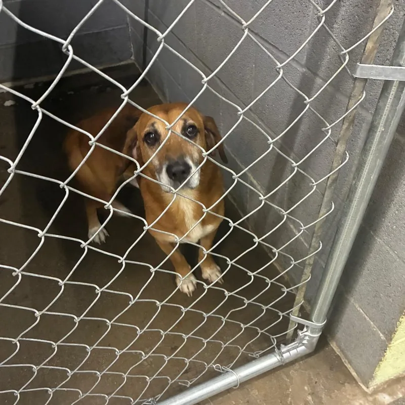 An adult medium-sized male Mixed Breed dog named Jiffy for adoption in Corbin, KY
