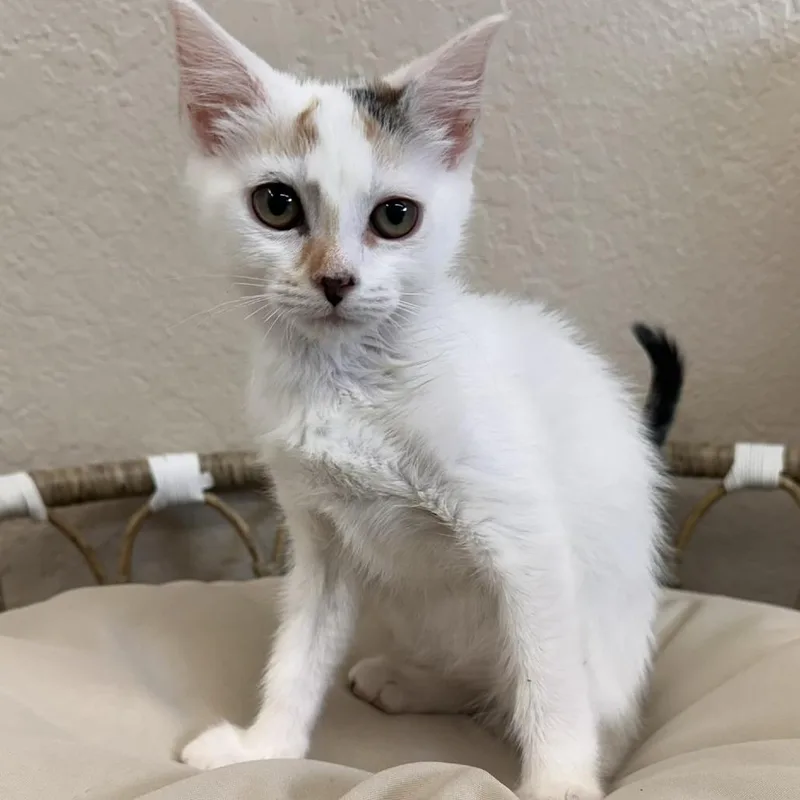 A baby small-sized female Calico Domestic Short Hair cat named Waffles for adoption in Medford, OR