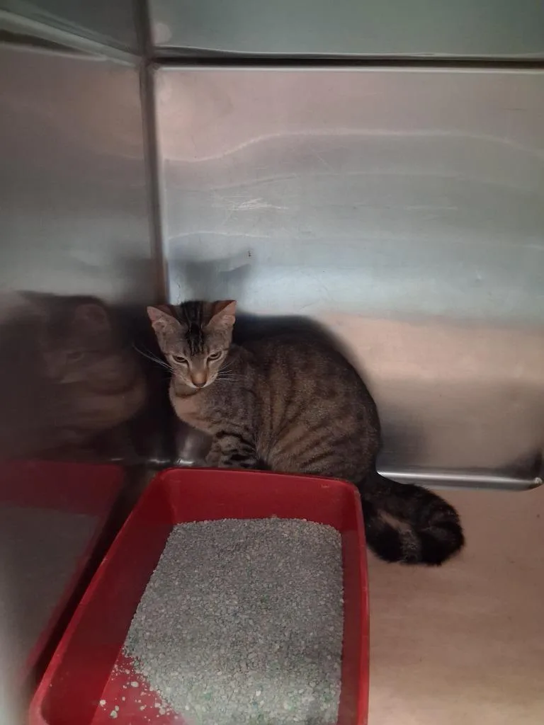 A young large-sized male Domestic Short Hair cat named Bitty for adoption in Cartersville , GA