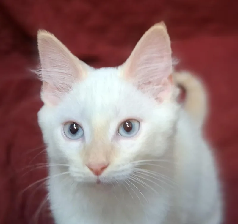 A baby small-sized female Domestic Long Hair cat named Thelma for adoption in Greensboro, NC