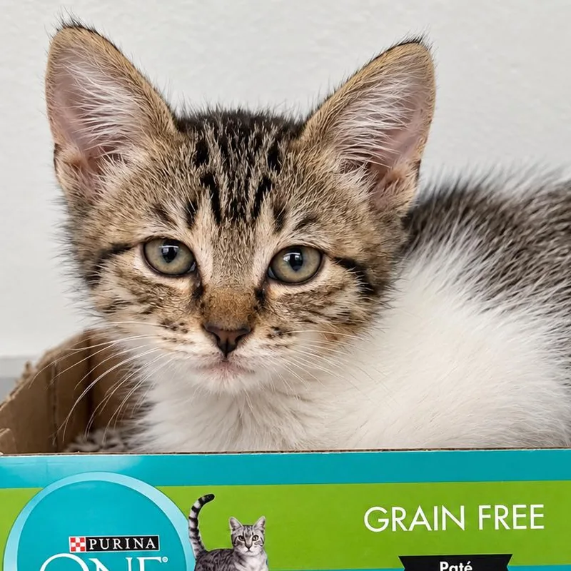 A baby small-sized male Brown / Chocolate Domestic Short Hair cat named Creepy Crawler for adoption in Austin, TX