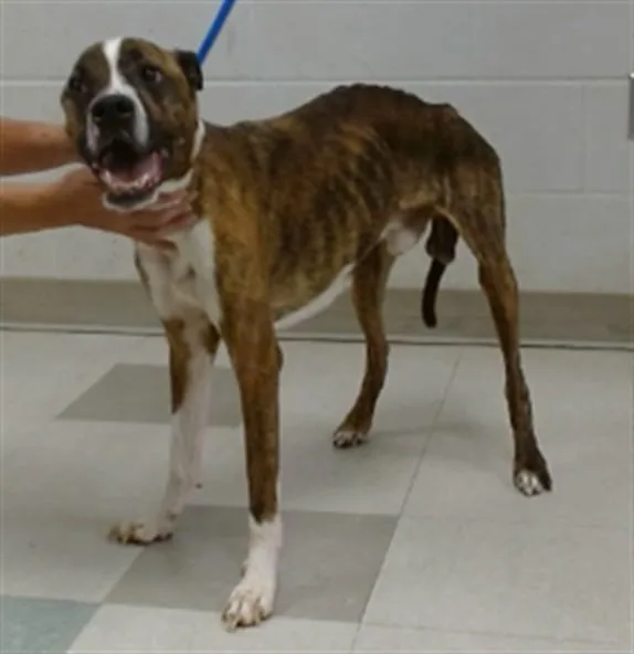 An adult medium-sized male Terrier dog named A for adoption in Oklahoma City, OK