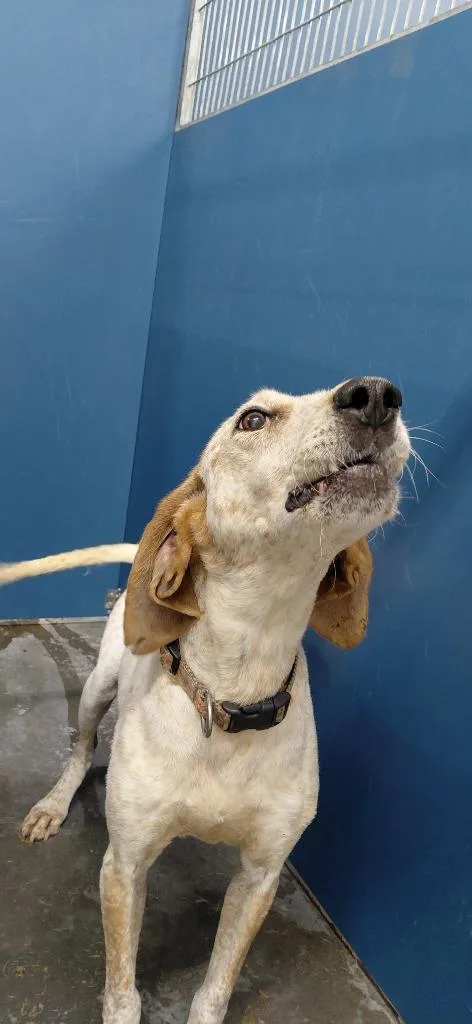 An adult medium-sized female Hound dog named Autumn for adoption in Henderson, NC