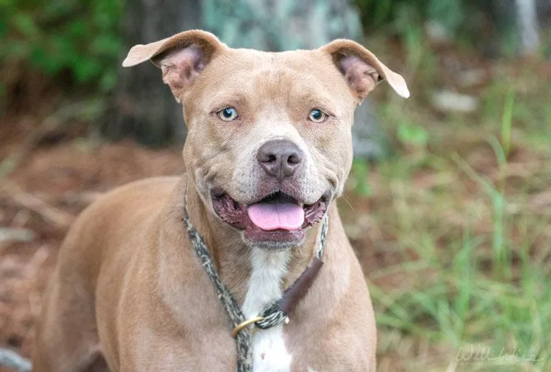 An adult large-sized female Yellow / Tan / Blond / Fawn Pit Bull Terrier dog named Roxi for adoption in Monroe, GA