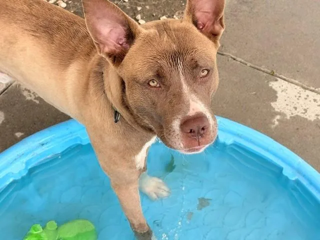 A young large-sized male Pit Bull Terrier dog named Chuck for adoption in Tulsa, OK