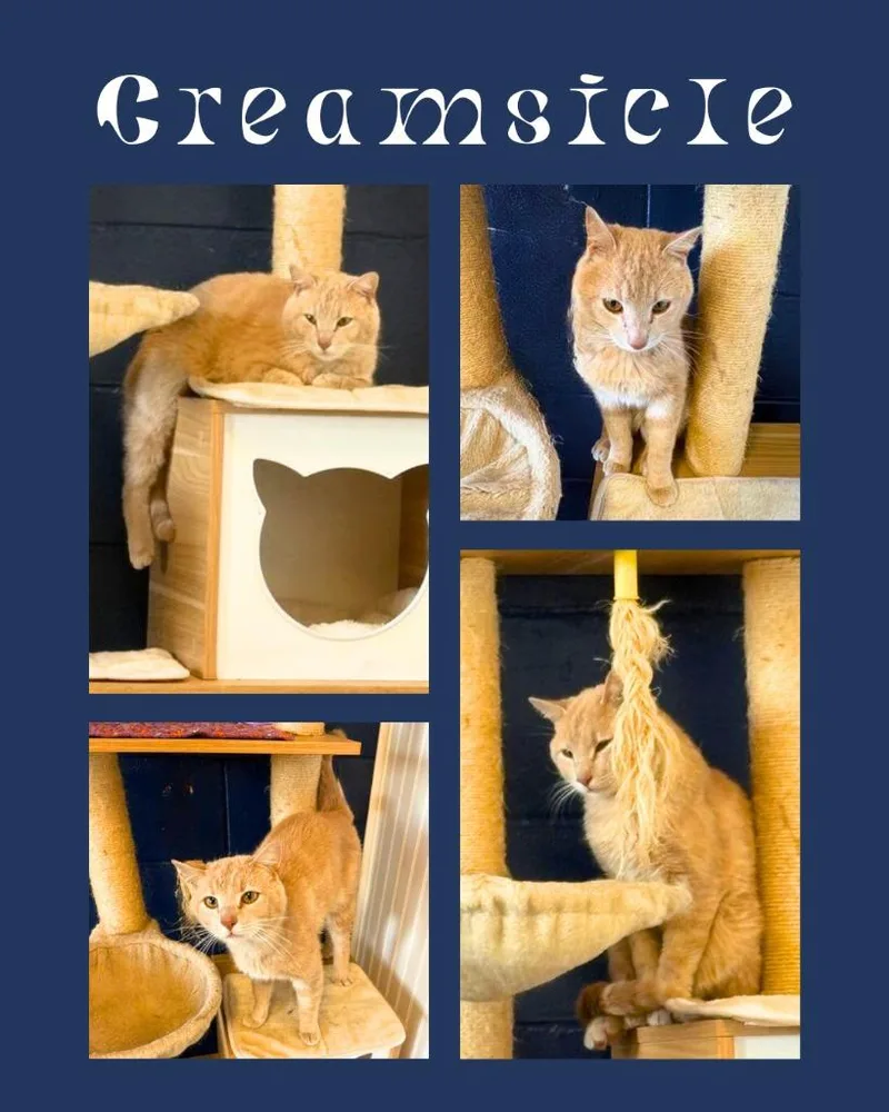 A young medium-sized male Domestic Short Hair cat named Creamsicle for adoption in Athens, AL