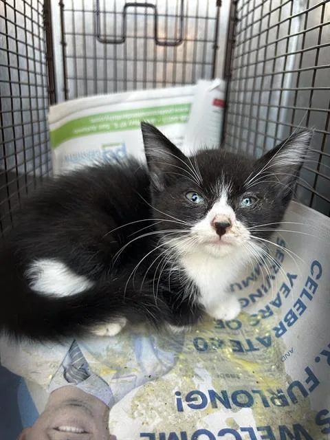 A baby small-sized female Domestic Short Hair cat named Khloe for adoption in San Antonio, TX