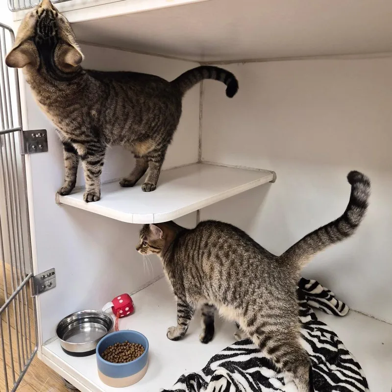 A young small-sized female Domestic Short Hair cat named Freya for adoption in Woodstock, IL