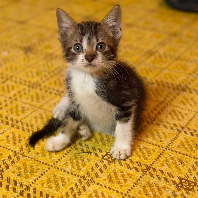 A baby small-sized male Buff & White Domestic Short Hair cat named Chip for adoption in Dysart, IA