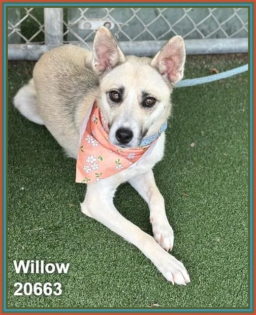 A young medium-sized female Tricolor (Brown, Black, & White) Siberian Husky dog named Willow for adoption in Marietta, GA