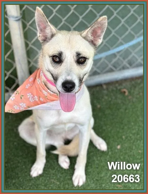 Willow thumbnail 2