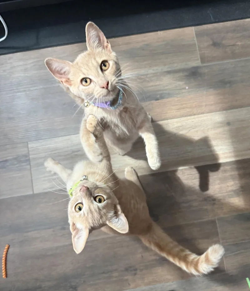 A young medium-sized male Orange / Red Domestic Short Hair cat named Groot for adoption in Forest, VA