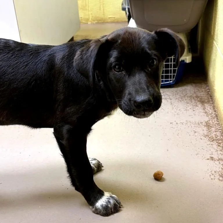 A baby medium-sized female Black Mixed Breed dog named Penny for adoption in New York, NY