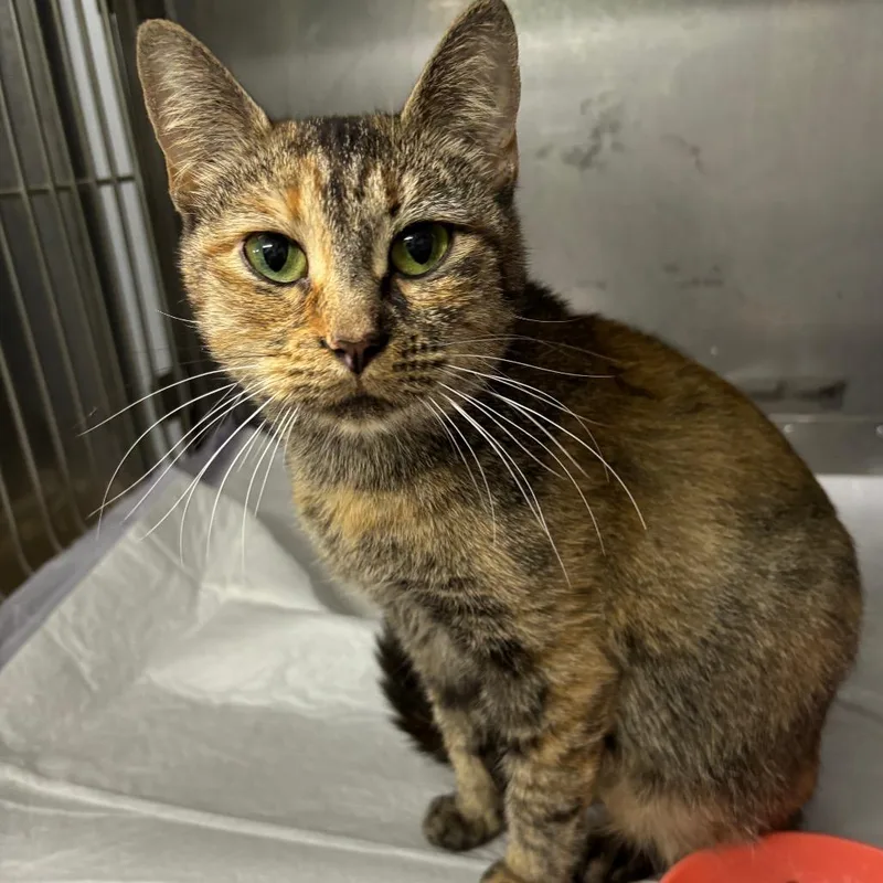 An adult small-sized female Torbie Domestic Short Hair cat named Twix for adoption in Granville, OH