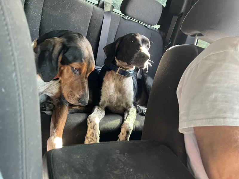 A young medium-sized male Black American Foxhound dog named Beasley for adoption in Elloree, SC