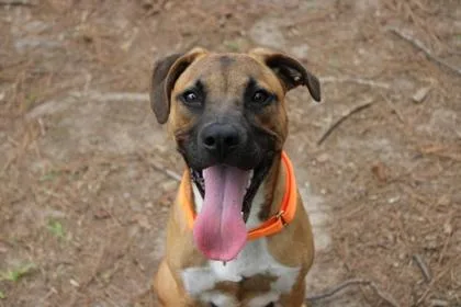 An adult medium-sized male American Staffordshire Terrier dog named B Wrangler for adoption in North Charleston, SC