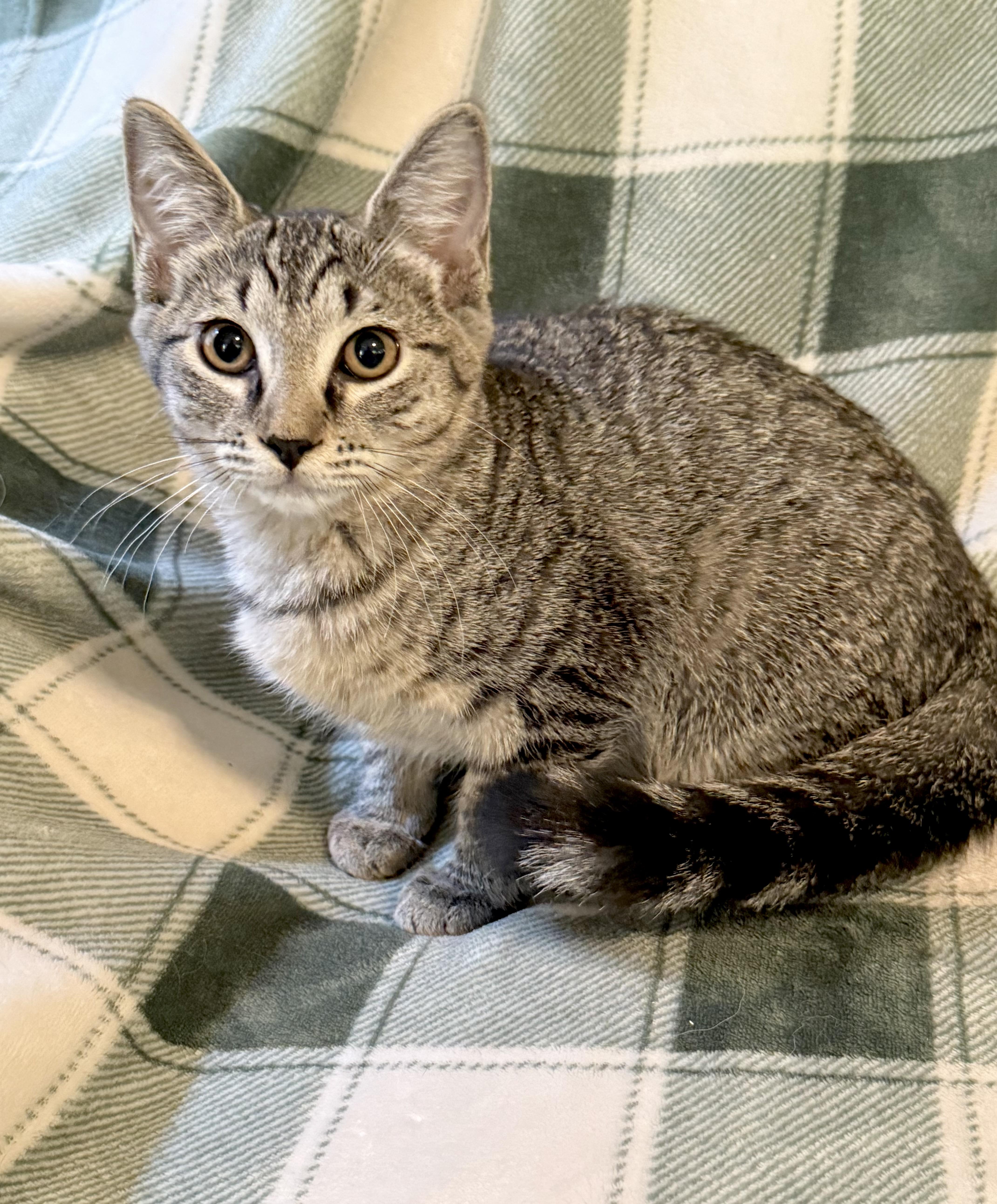 A baby medium-sized female Tabby (Brown / Chocolate) Domestic Short Hair cat named Penelope for adoption in Greensboro, NC