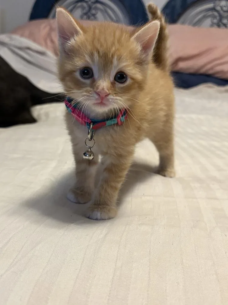 A baby small-sized female Tabby (Orange / Red) Domestic Short Hair cat named Carolina Rose for adoption in Mundelein, IL