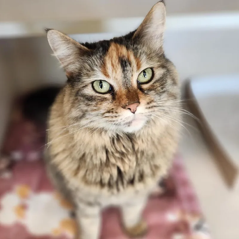 An adult medium-sized female Orange / Red Domestic Medium Hair cat named Artemis for adoption in Reno, NV