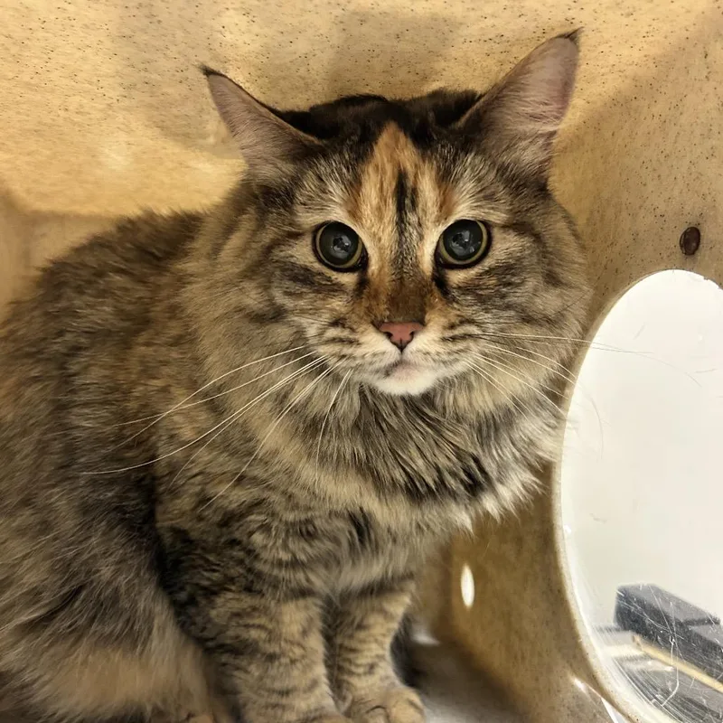 Artemis thumbnail 2