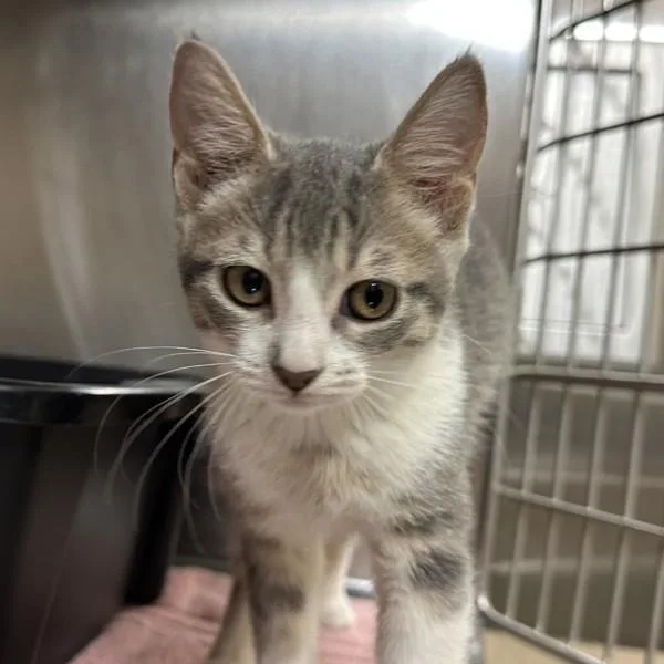 A baby small-sized female Domestic Short Hair cat named Cornucopia for adoption in Walnut Creek, CA