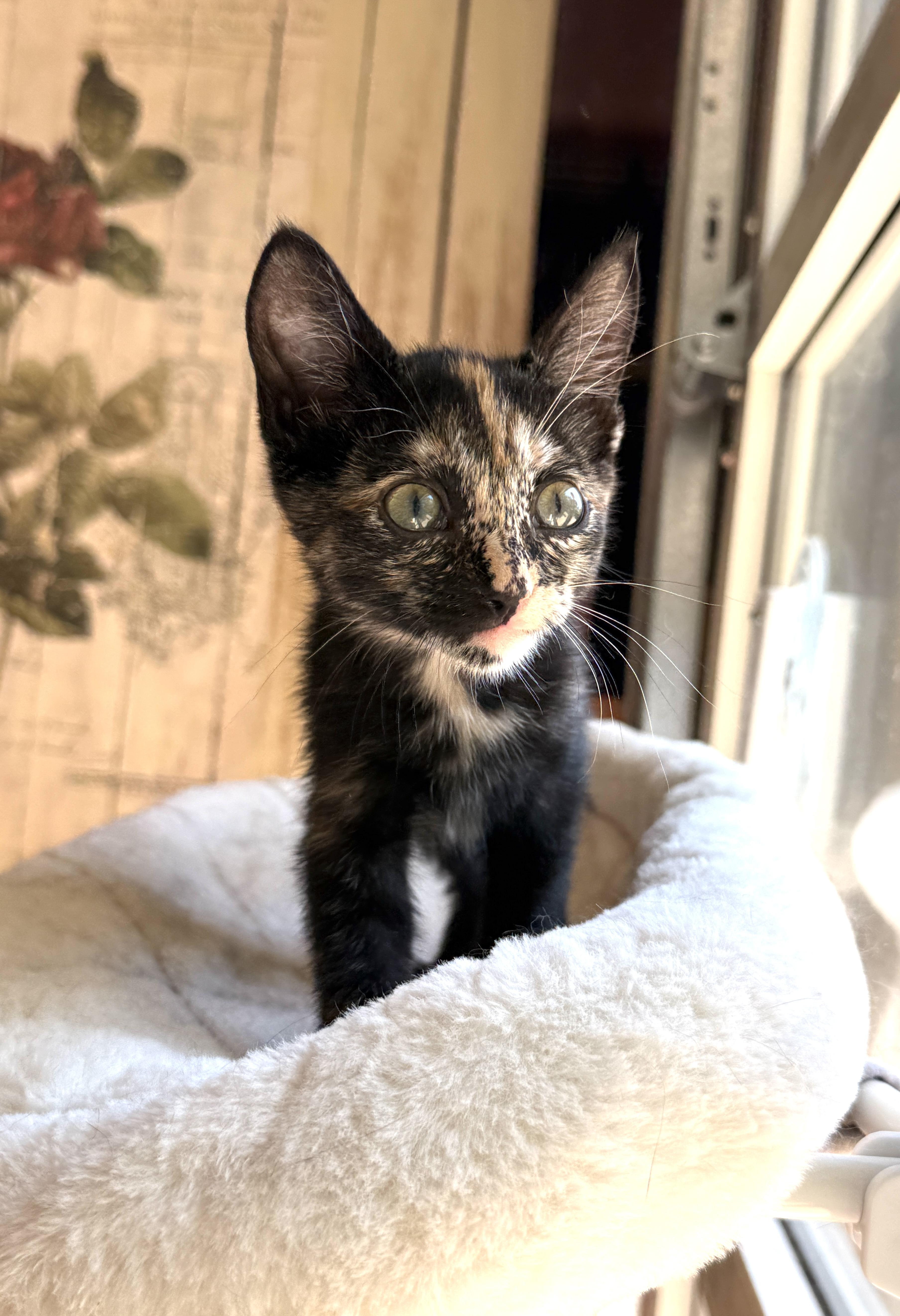 A baby medium-sized female Tortoiseshell cat named Birch for adoption in Keller, TX