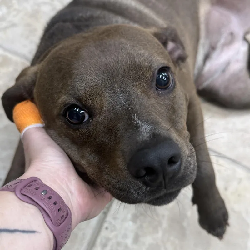 A young medium-sized female Brown / Chocolate Labrador Retriever dog named Hazel for adoption in Collinsville , OK