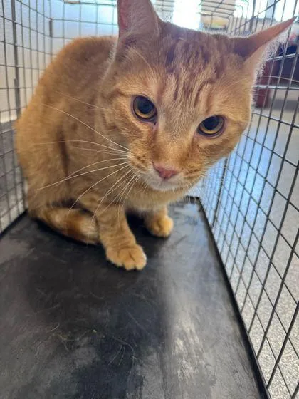 An adult medium-sized male Domestic Short Hair cat named Bob The Builder for adoption in Sevierville, TN
