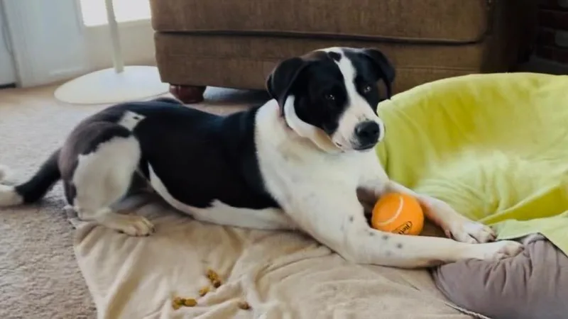 Rosie thumbnail 4