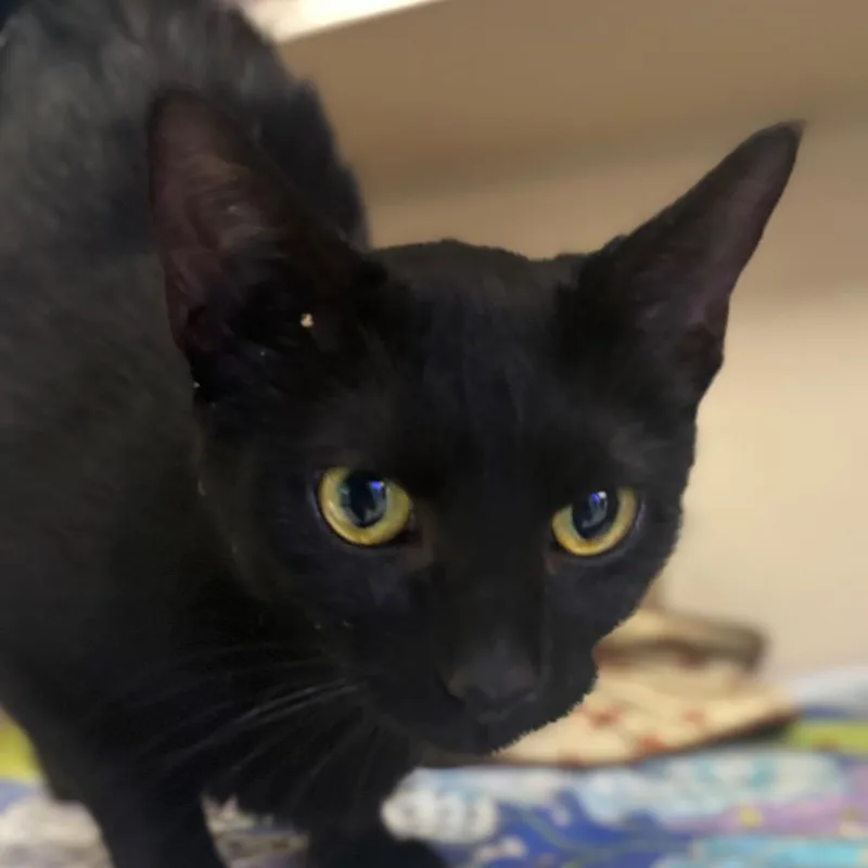 A young medium-sized female Black Domestic Short Hair cat named Sabrina for adoption in Westhampton, NY