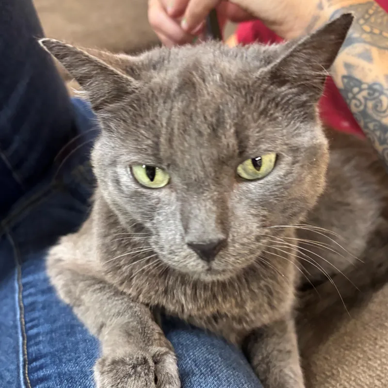 An adult medium-sized female Gray / Blue / Silver Domestic Short Hair cat named Stevie for adoption in Edison, NJ
