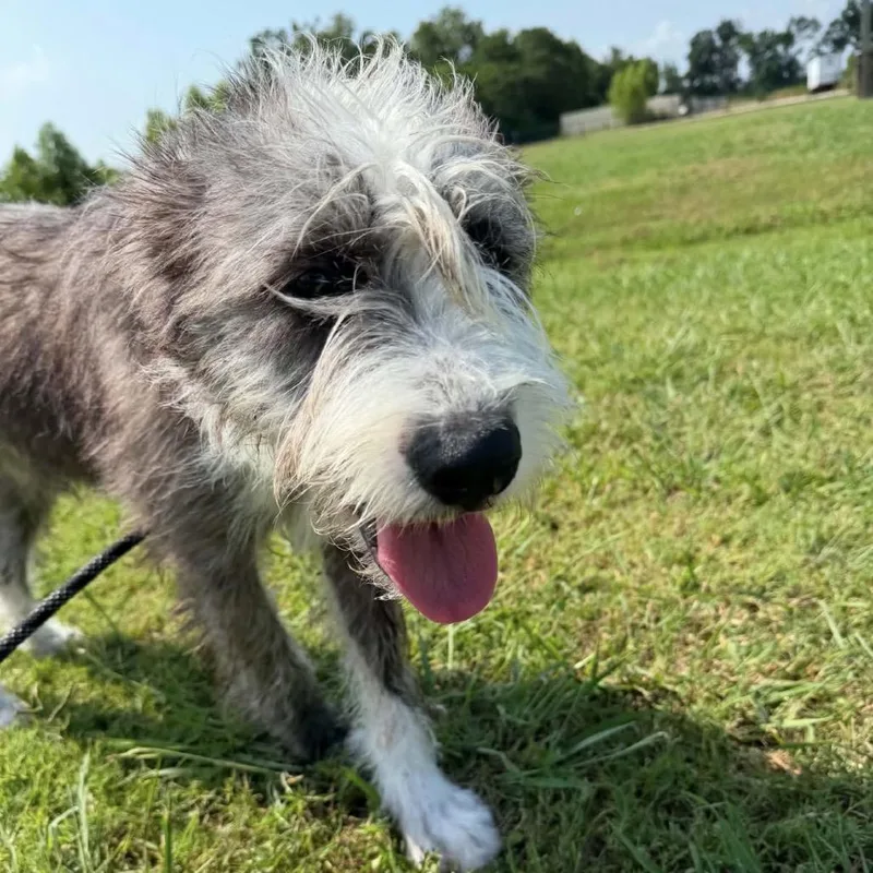 An adult large-sized male Gray / Blue / Silver Sheep Dog dog named Zylo for adoption in New Orleans, LA