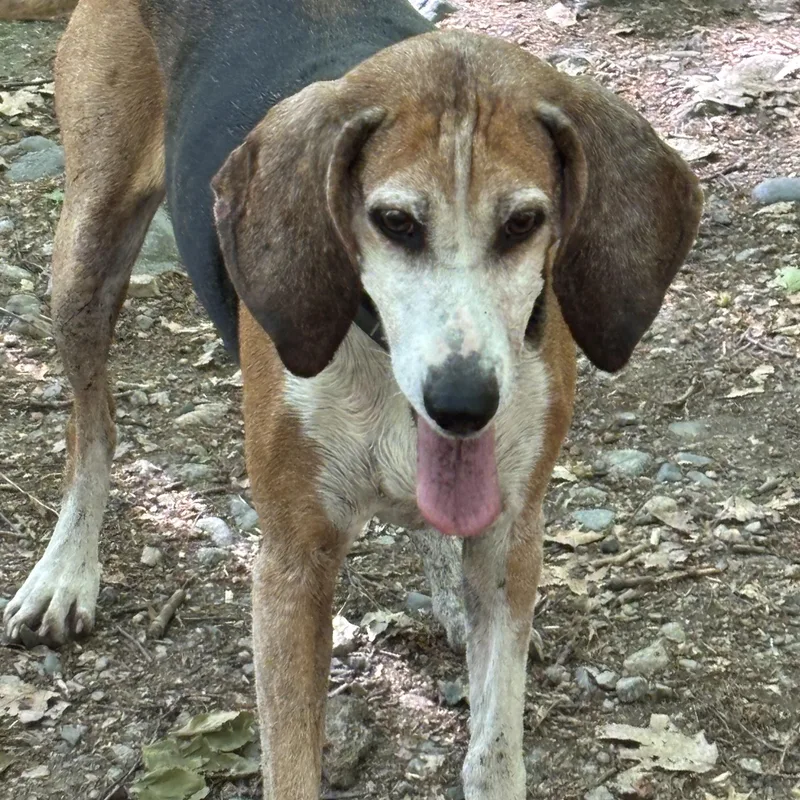 An adult large-sized female Tricolor (Brown, Black, & White) Coonhound dog named Annie for adoption in Lexington, MA