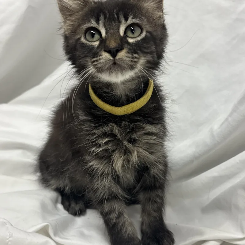 A baby medium-sized male Domestic Long Hair cat named Franklin for adoption in Fredericksburg, VA